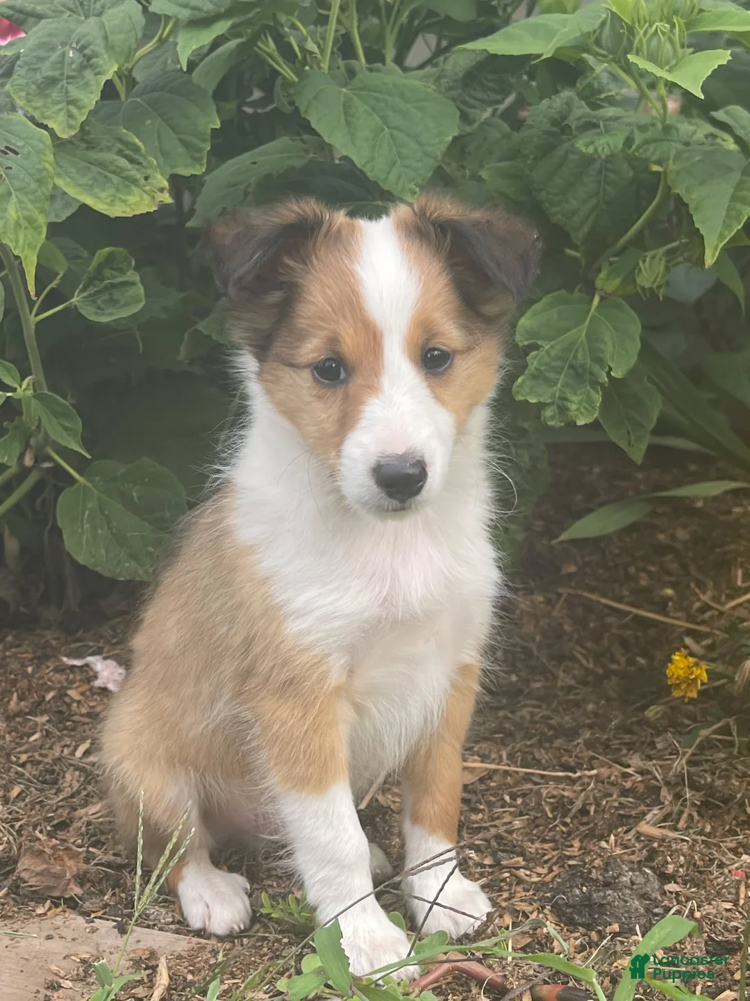 Gallery Image {{count}}