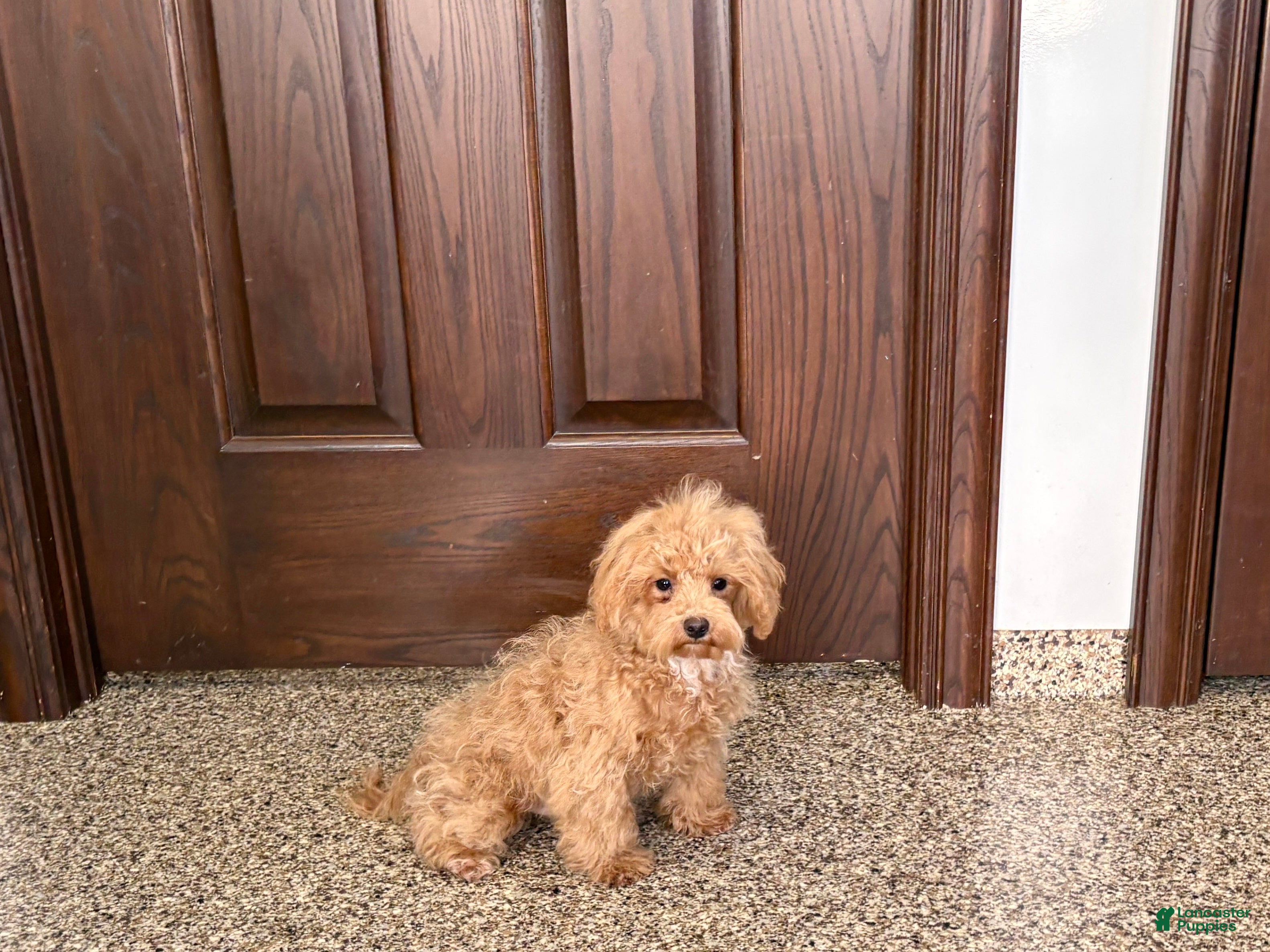 Maltipoo dogs Morty - Ad 2