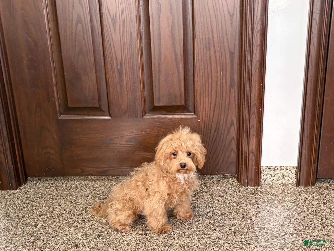 Maltipoo dogs for sale: Morty - Ad 2