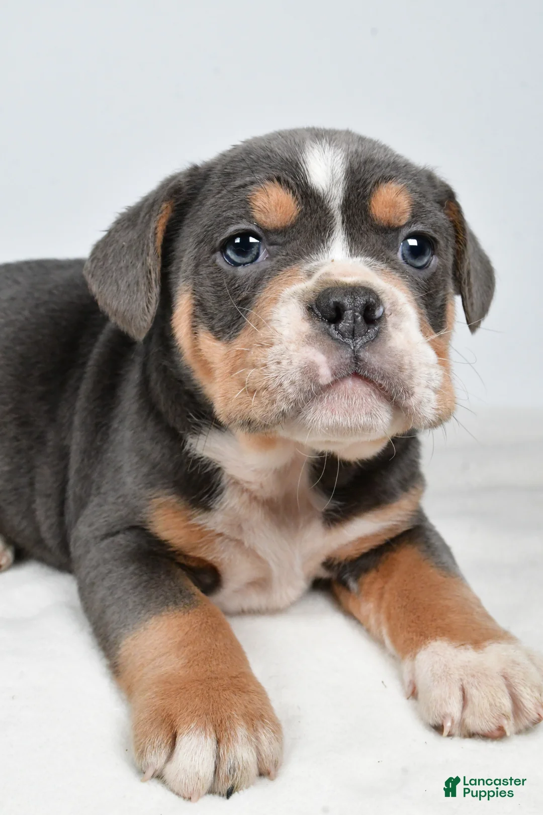 Beabull dogs for sale: Carter - Ad 5