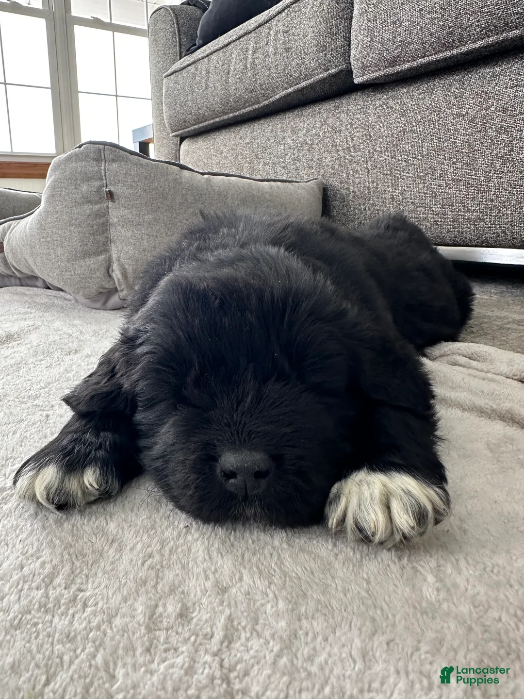 Newfoundland dogs for sale: AKC,OFA,CH, “ Jax”  - Ad 4