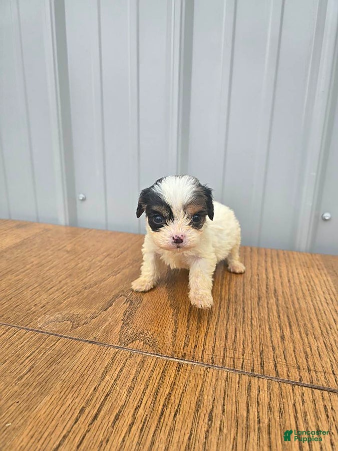 Cavapoo dogs Brandon - Ad 2