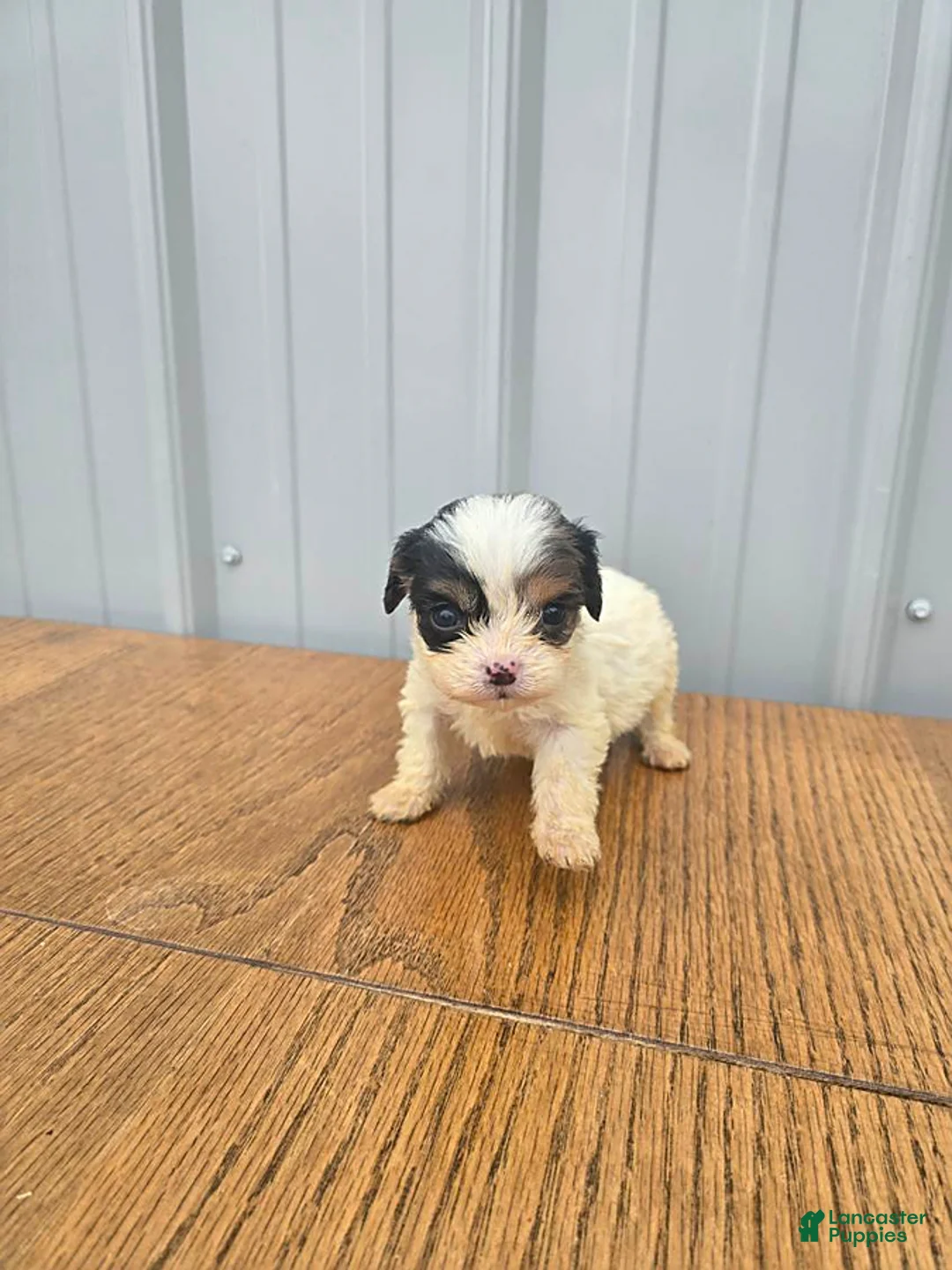 Cavapoo dogs for sale: Brandon - Ad 2