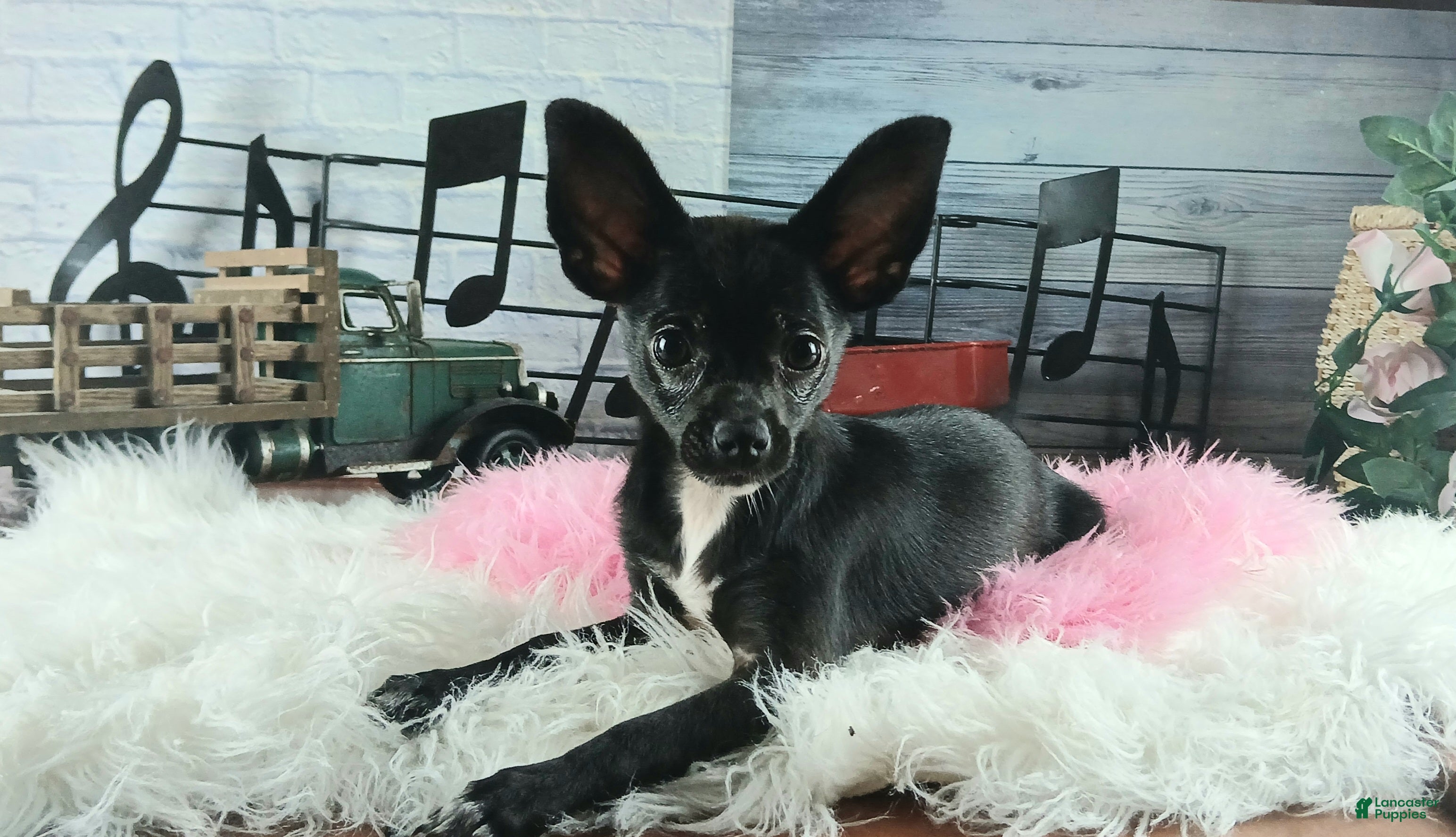Chihuahua dogs Black girl NATIONWIDE DELIVERY  - Ad 18