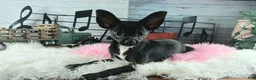 Chihuahua dogs for sale: Black girl NATIONWIDE DELIVERY  - Ad 1