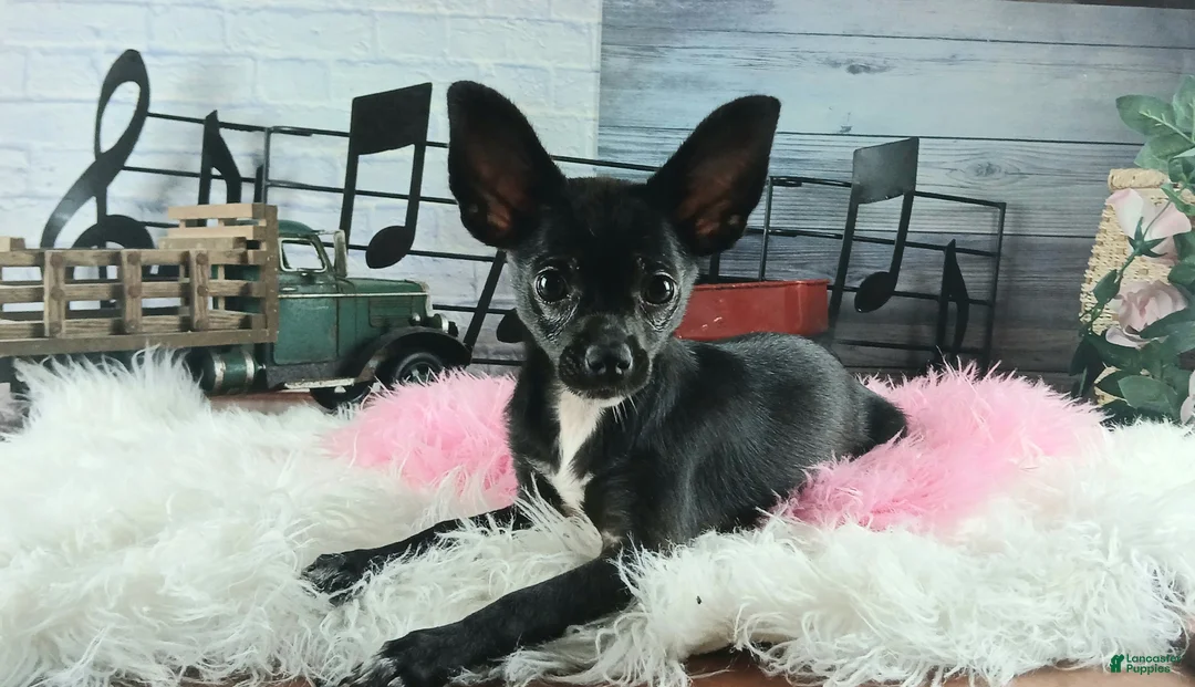 Chihuahua dogs for sale: Black girl NATIONWIDE DELIVERY  - Ad 1