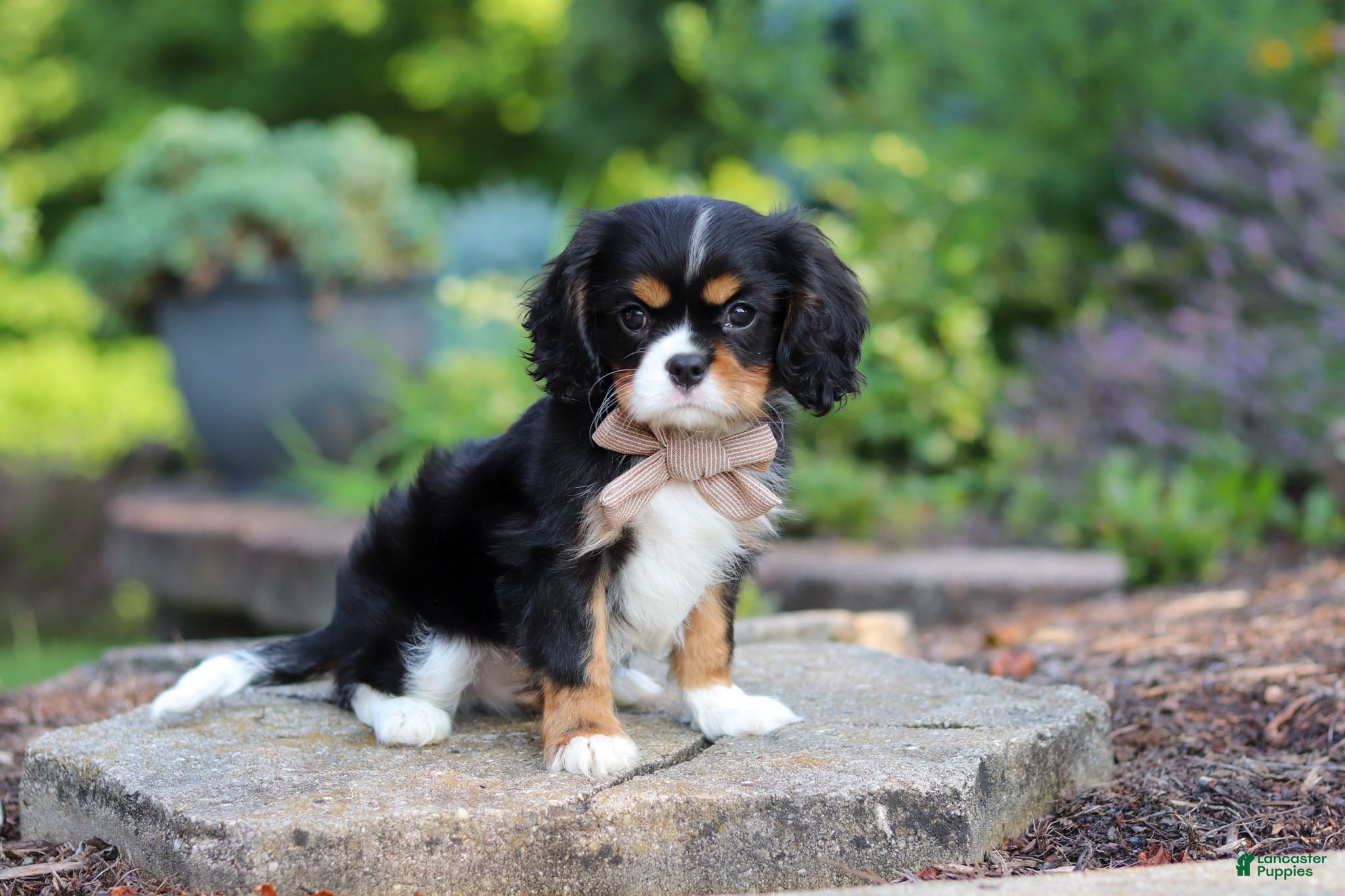 Cavalier King Charles Spaniel dogs Riley - Ad 2