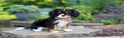 Cavalier King Charles Spaniel dogs for sale: Riley - Ad 2