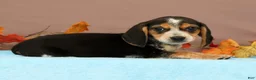 Beagle dogs for sale: Dash - Ad 5