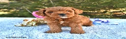 Mini Goldendoodle dogs for sale: Cupcake - Ad 9