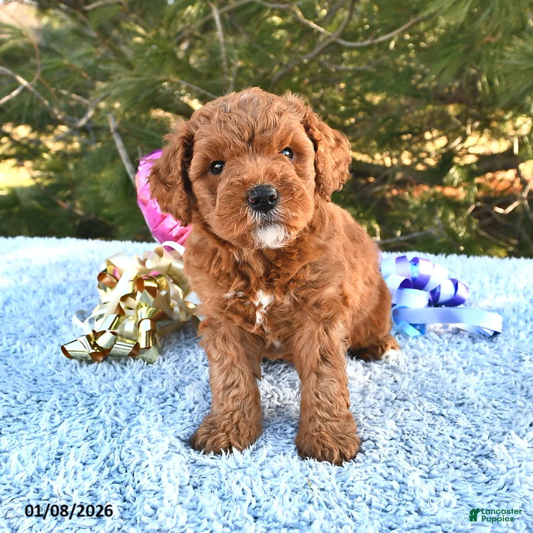 Mini Goldendoodle dogs for sale: Cupcake - Ad 9