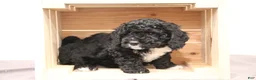 Mini Bernedoodle dogs for sale: Rocky - Ad 2
