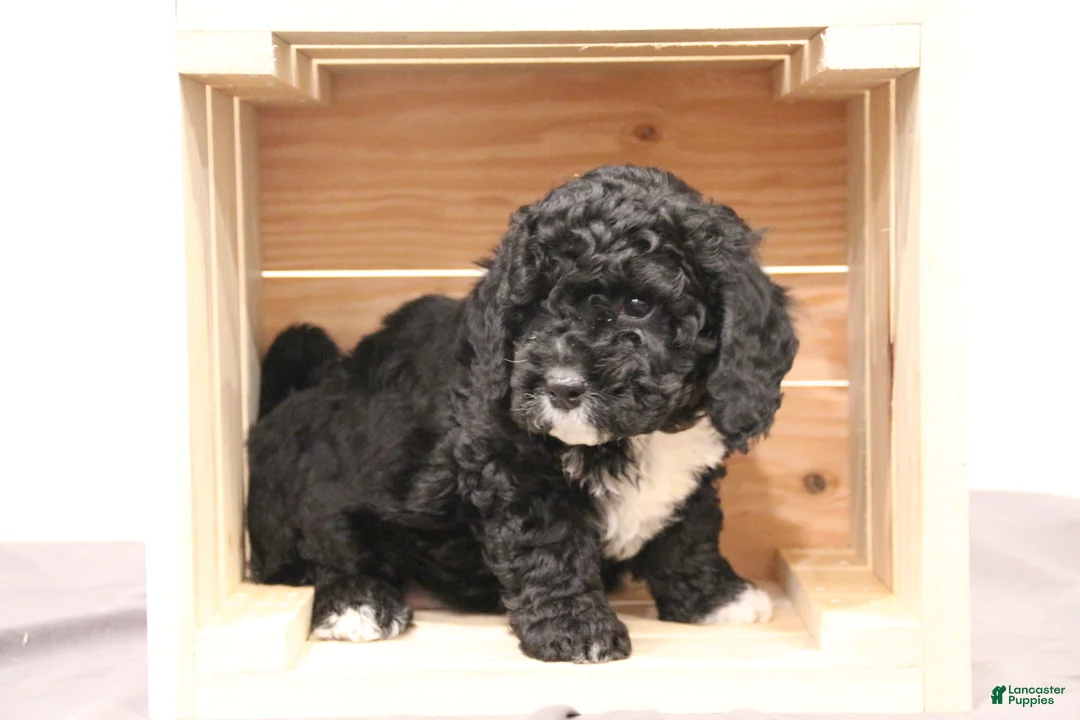 Mini Bernedoodle dogs for sale: Rocky - Ad 2