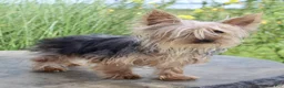 Yorkshire Terrier dogs for sale: Ringo - Ad 4
