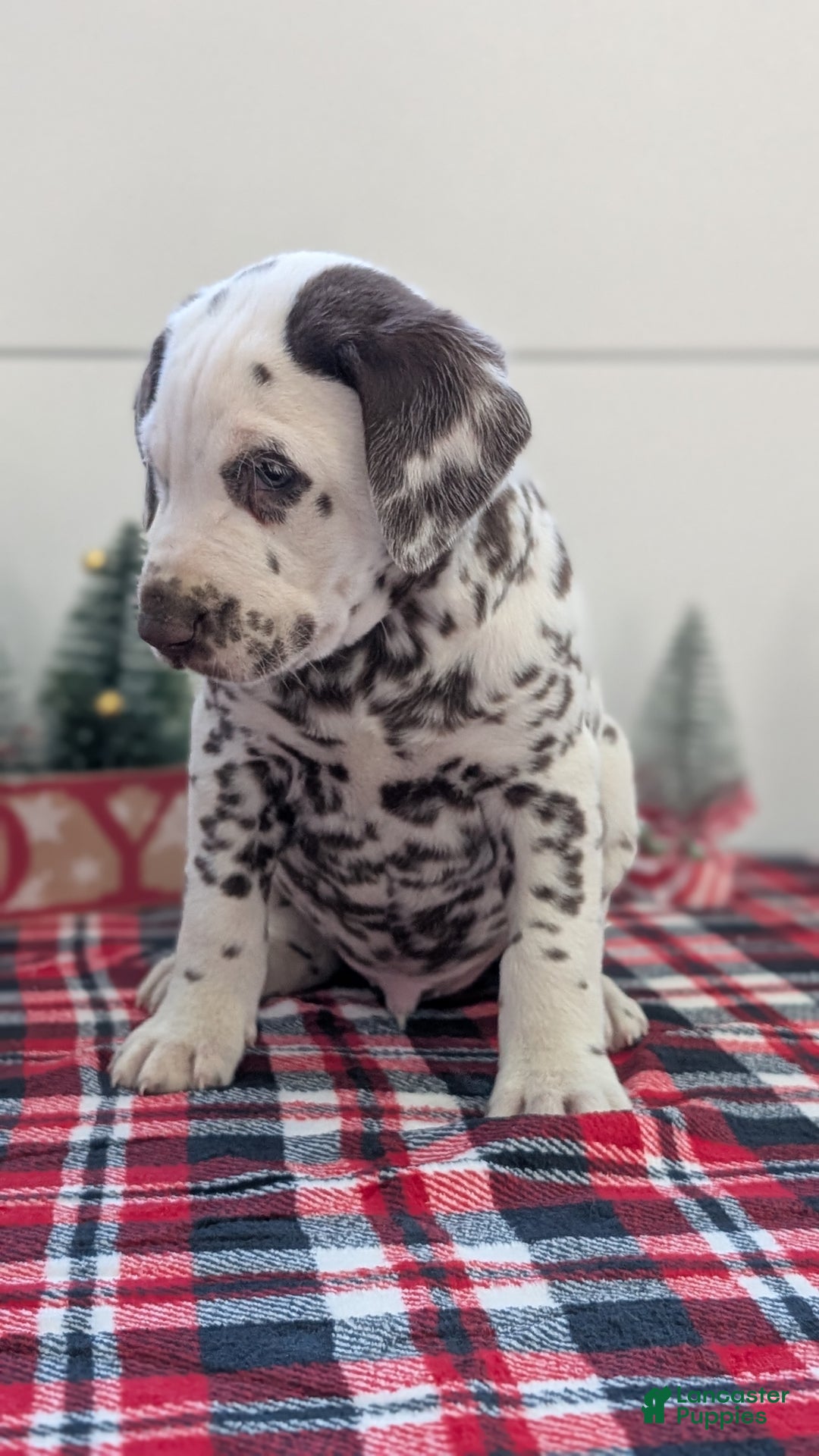 Dalmatian dogs for sale: Marshall - Ad 4