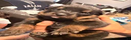 Rottweiler dogs for sale: Rottweiler Puppy 1 - Ad 3