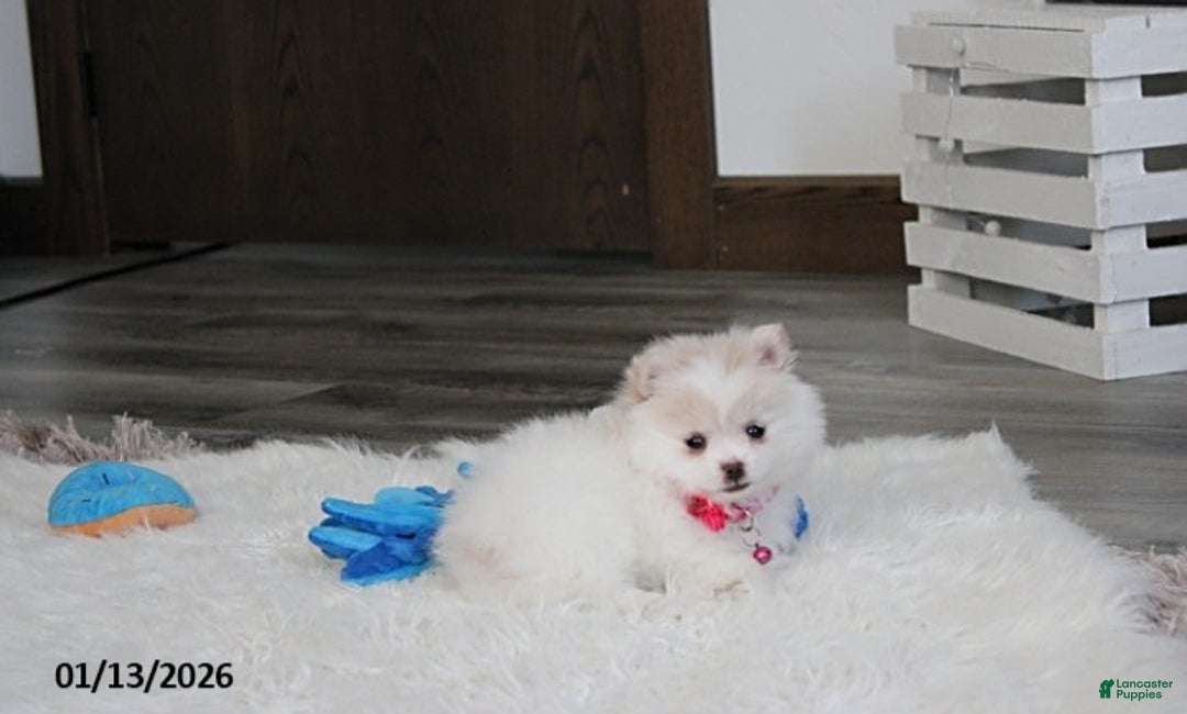 Pomeranian dogs for sale: Allie - Ad 5