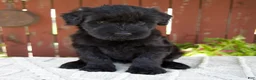 Giant Schnauzer dogs for sale: Tiffany - Ad 1