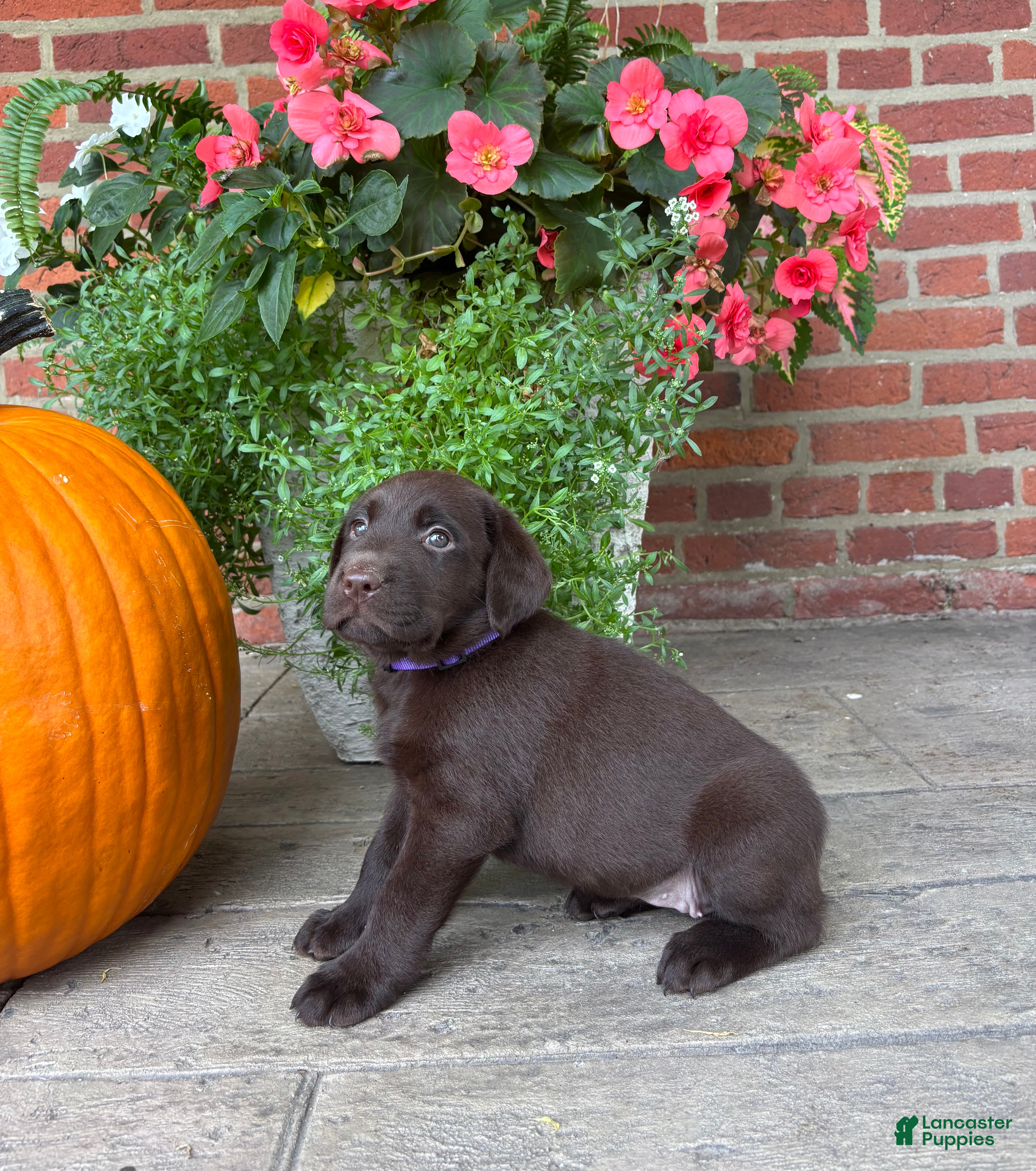 Labrador Retriever dogs Maggie - Ad 40