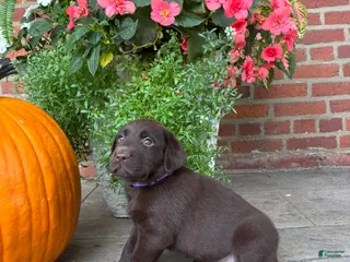 Labrador Retriever dogs Maggie - Ad 40
