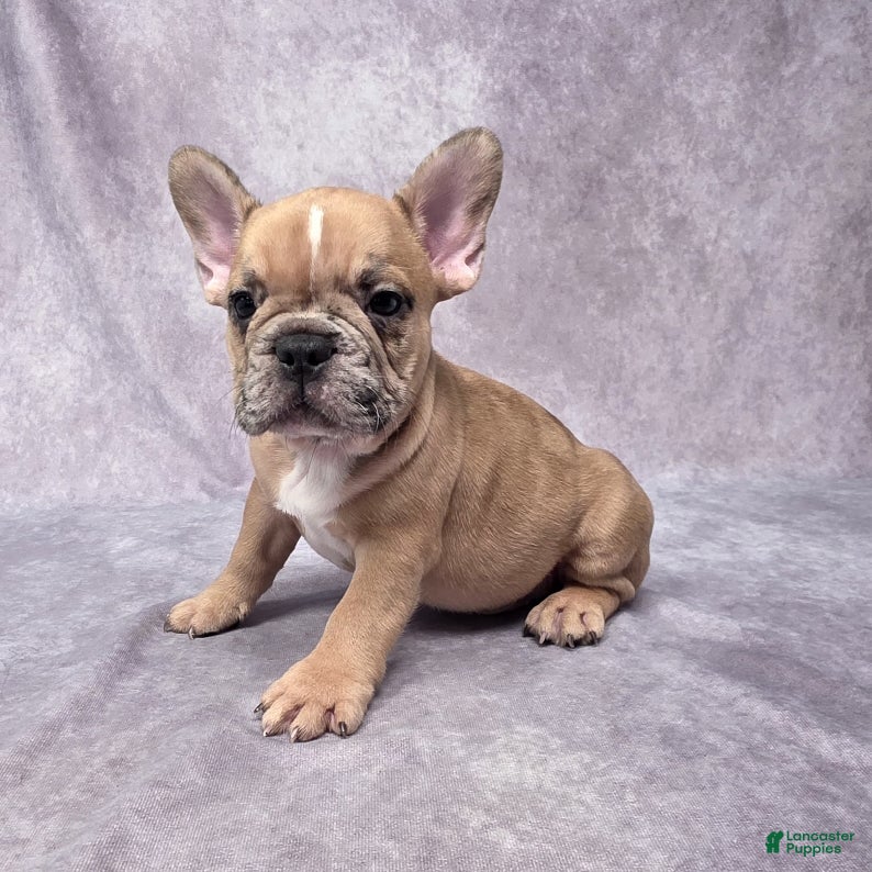 French Bulldog Puppies for sale under $1500 Lancaster Puppies