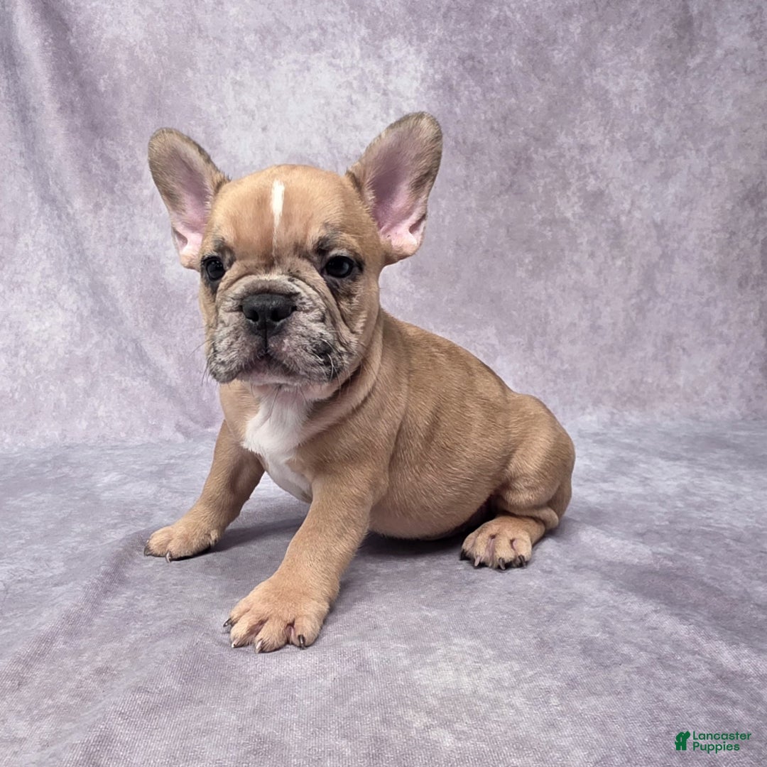 French Bulldog Puppies for sale under $1000 Lancaster Puppies