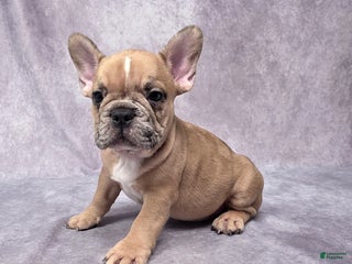 French Bulldog dogs - Ad 2