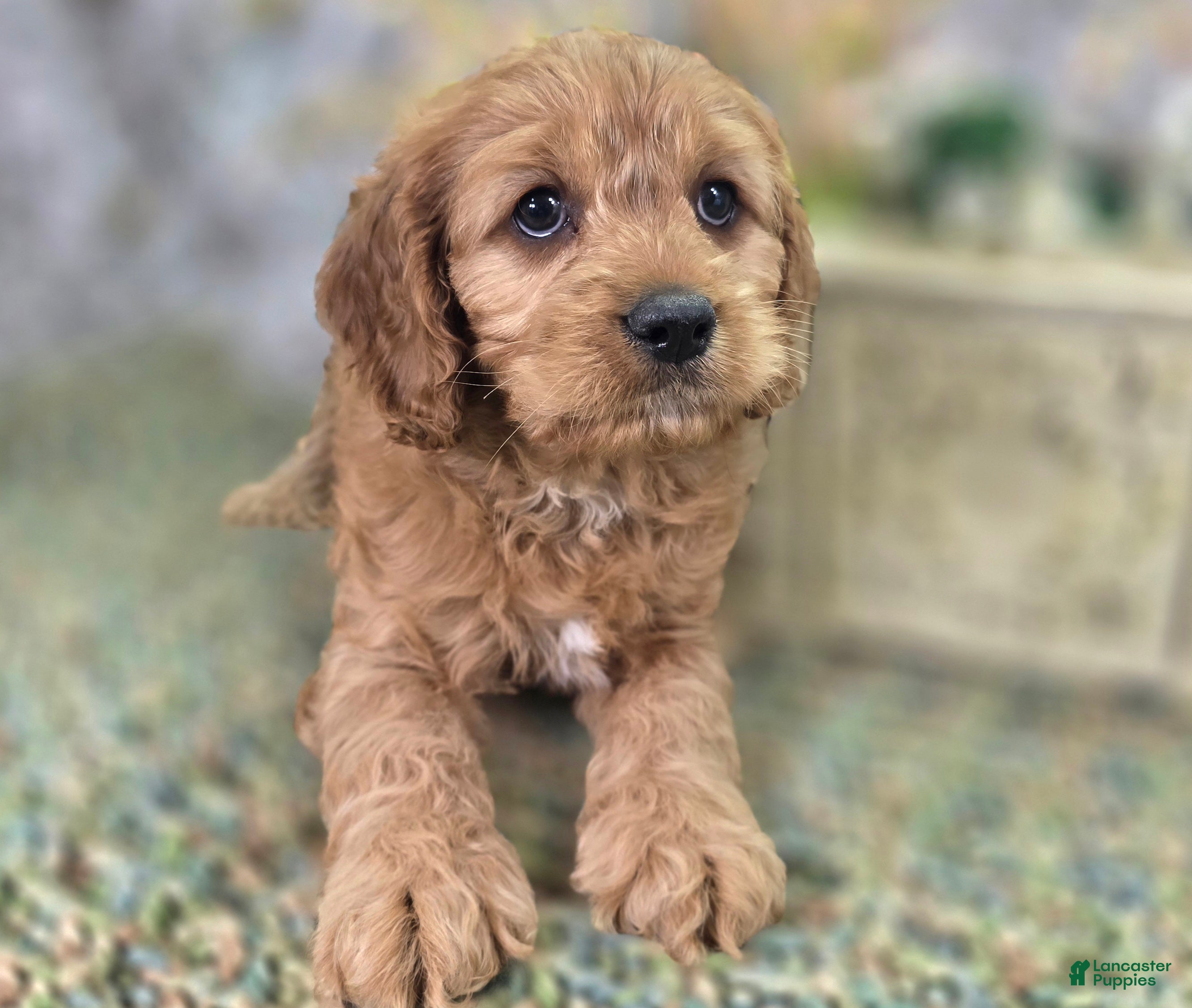 Cavapoo dogs Kodiak - Ad 6