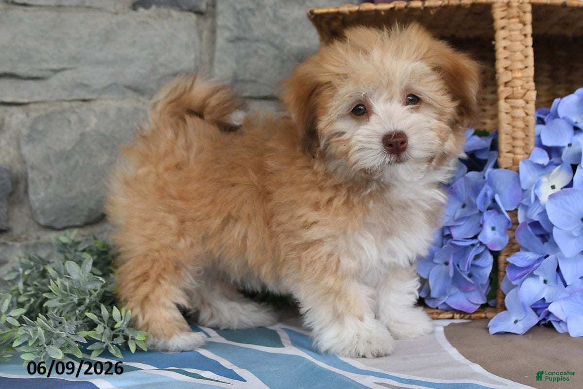 Havanese dogs Josie - Ad 1