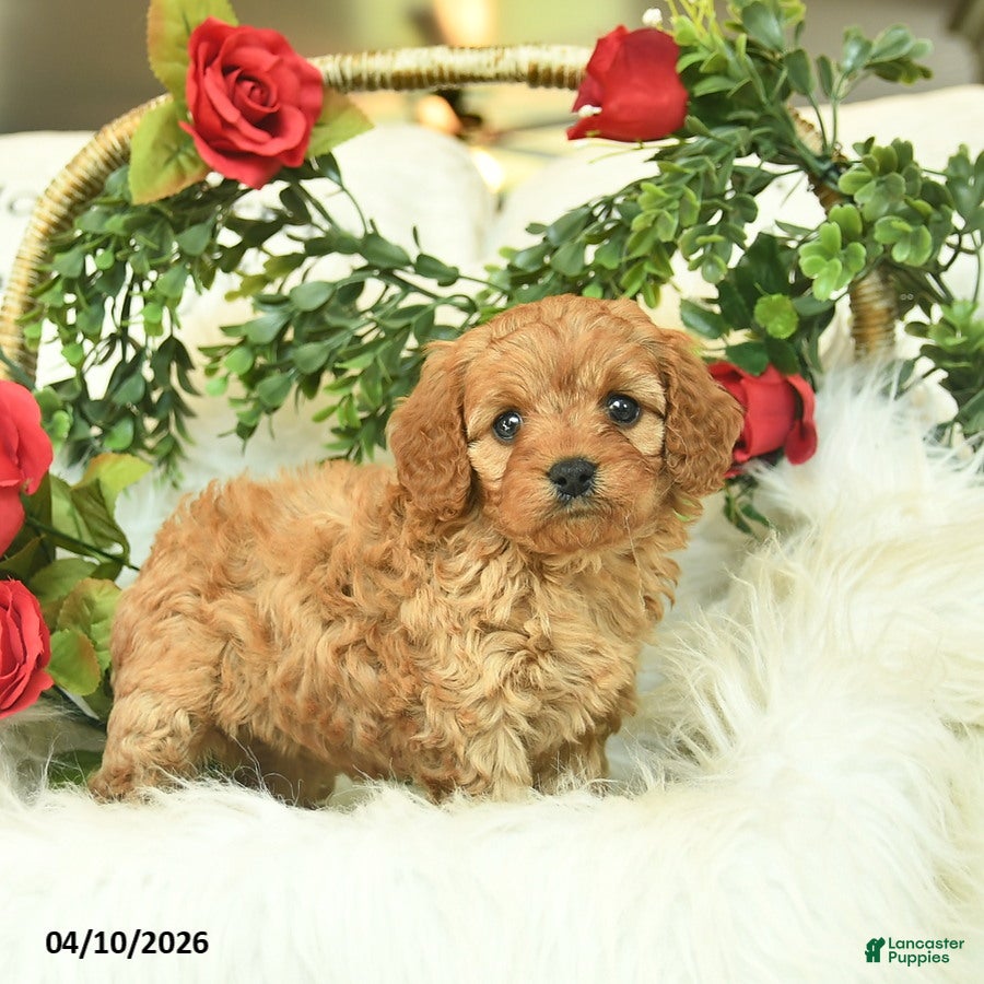 Cavapoo dogs Tulip  - Ad 1