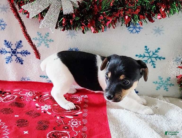 Jack Russell Terrier dogs Shania - Ad 15