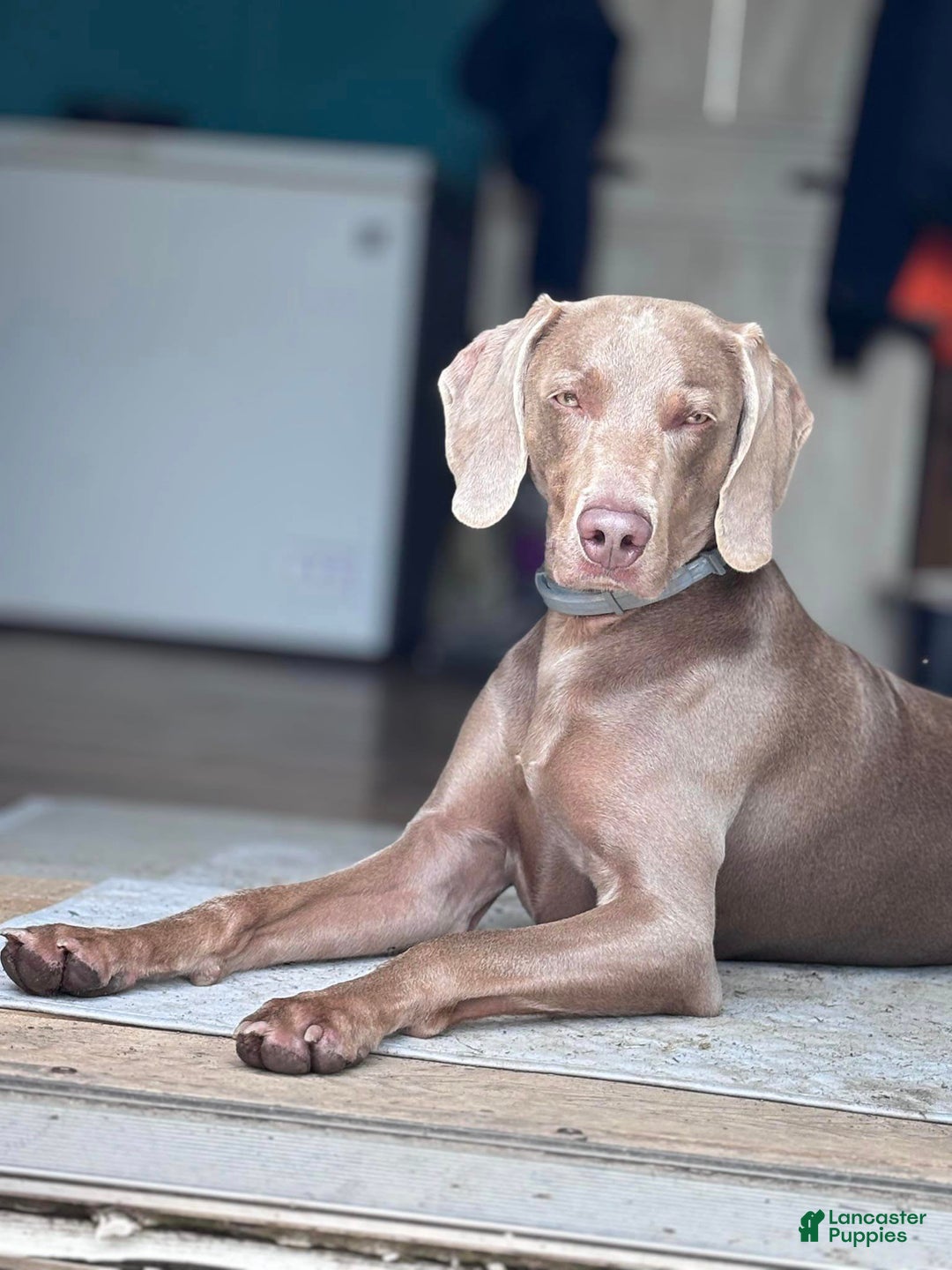 Gallery Image {{count}}