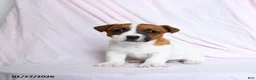 Jack Russell Terrier dogs for sale: Champ  - Ad 2