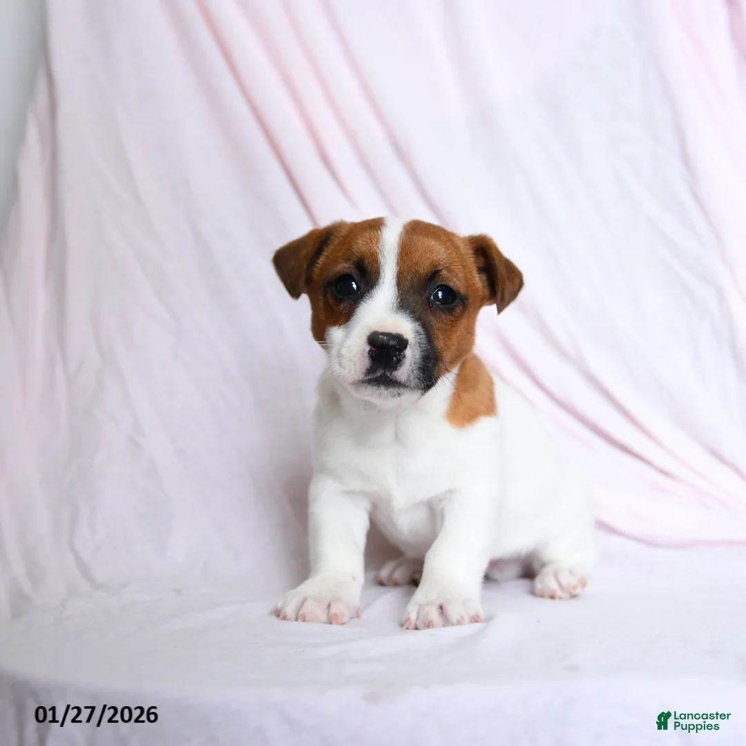 Jack Russell Terrier dogs for sale: Champ  - Ad 2