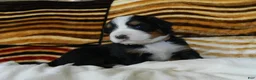 Bernese Mountain Dog dogs for sale: Beauty - Ad 2