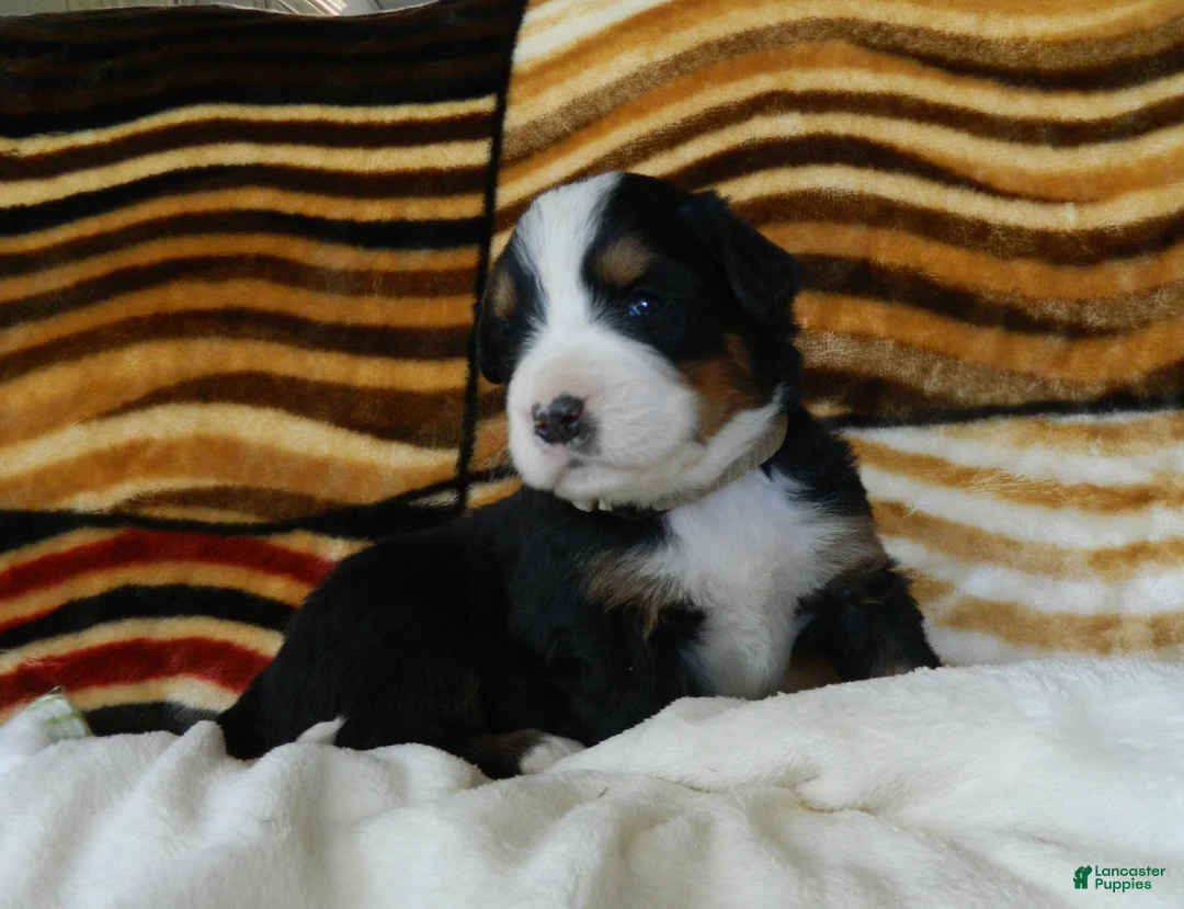 Bernese Mountain Dog dogs for sale: Beauty - Ad 2