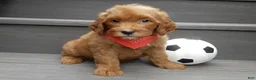 Mini Goldendoodle dogs for sale: Bingo - Ad 6