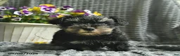 Miniature Schnauzer dogs for sale: Jasmine - Ad 3