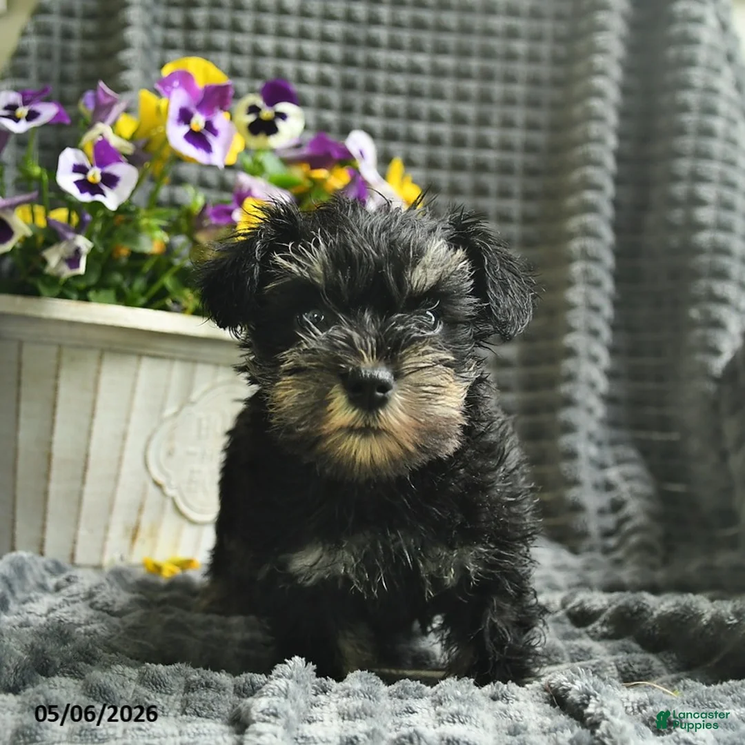 Miniature Schnauzer dogs for sale: Jasmine - Ad 3