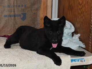 Belgian Malinois dogs Apollo - Ad 13