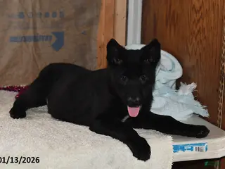 Belgian Malinois dogs Apollo - Ad 11