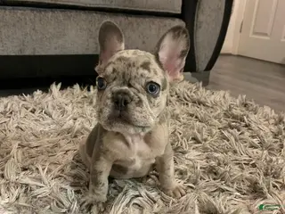 French Bulldog dogs Rocky - Ad 4