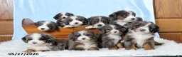 Mini Bernedoodle dogs for sale: Sophia - Ad 6