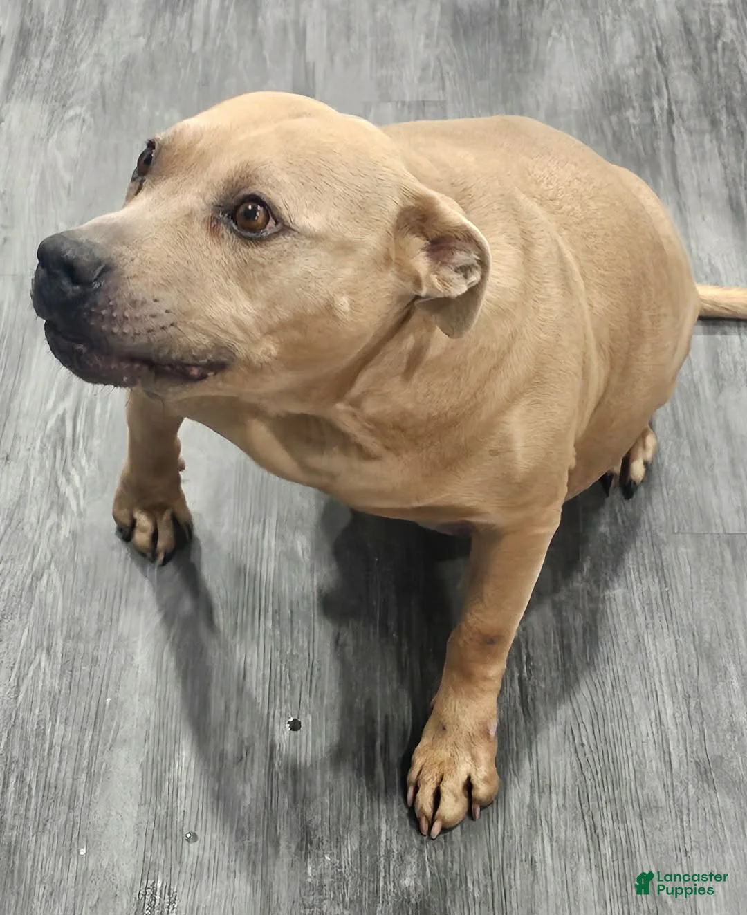 Gallery Image {{count}}