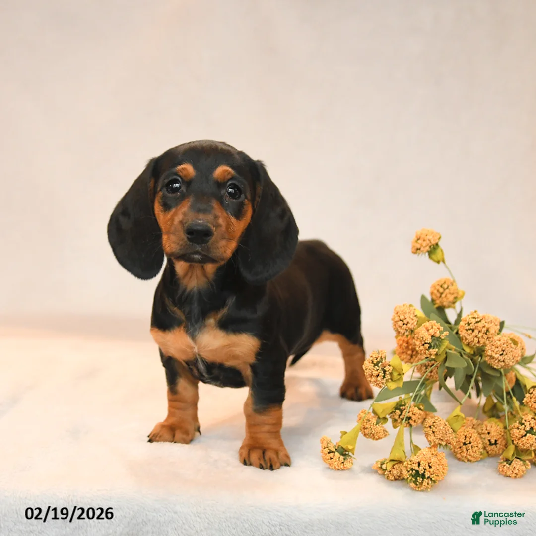 Miniature Dachshund dogs for sale: Olivia - Ad 4