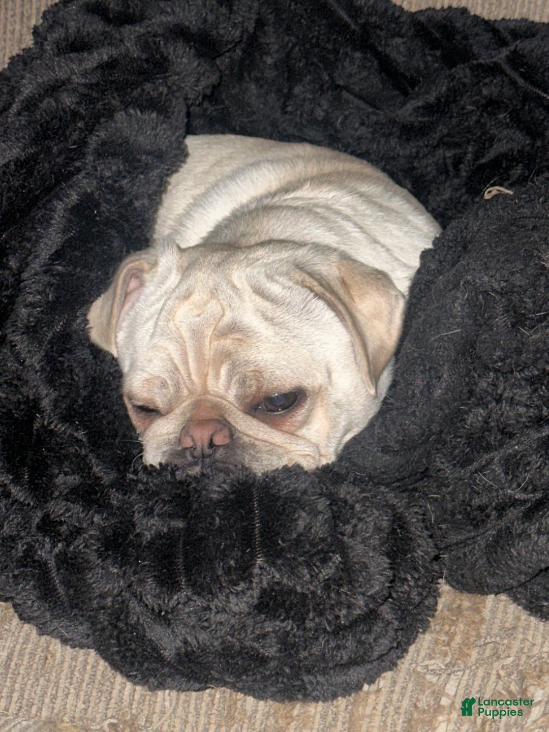 Pug dogs for sale: Pixie  - Ad 3