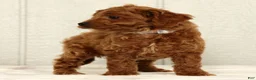 Cavapoo dogs for sale: Benji - Ad 2