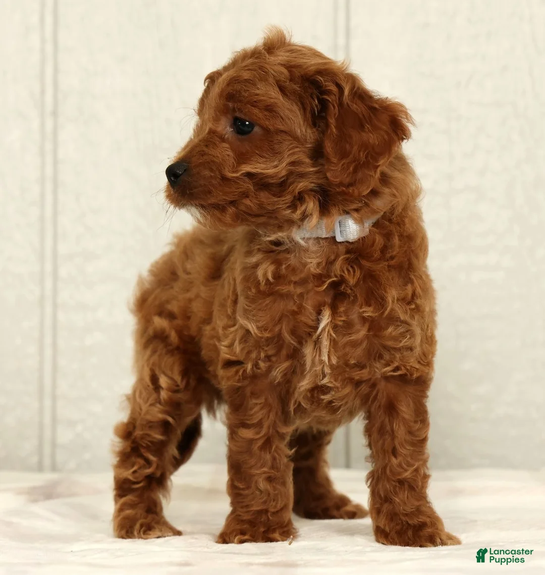 Cavapoo dogs for sale: Benji - Ad 2
