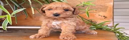 Toy Poodle dogs for sale: Max - Ad 5
