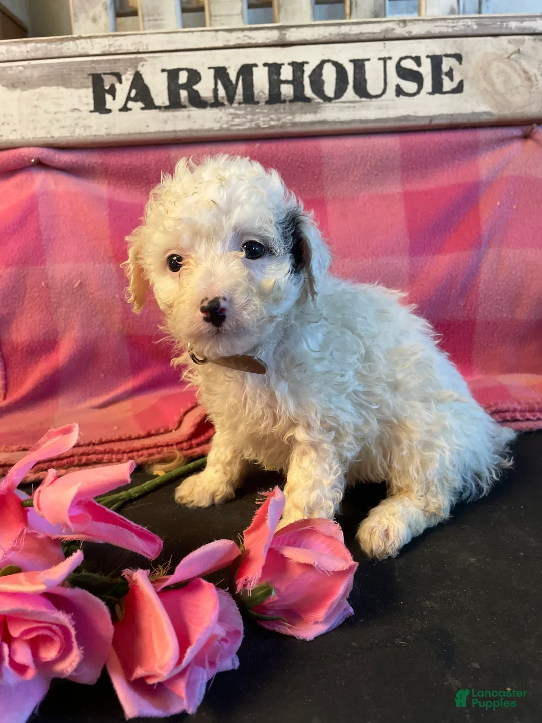 Miniature Poodle dogs for sale: Sugar - Ad 4
